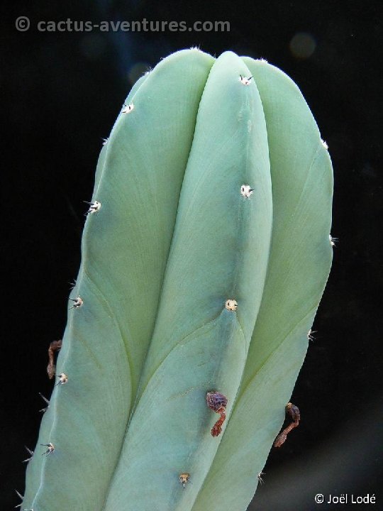 Myrtillocactus eichlamii P1270645